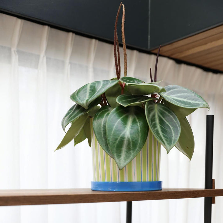 MACETA - & Klevering, Planter ray green