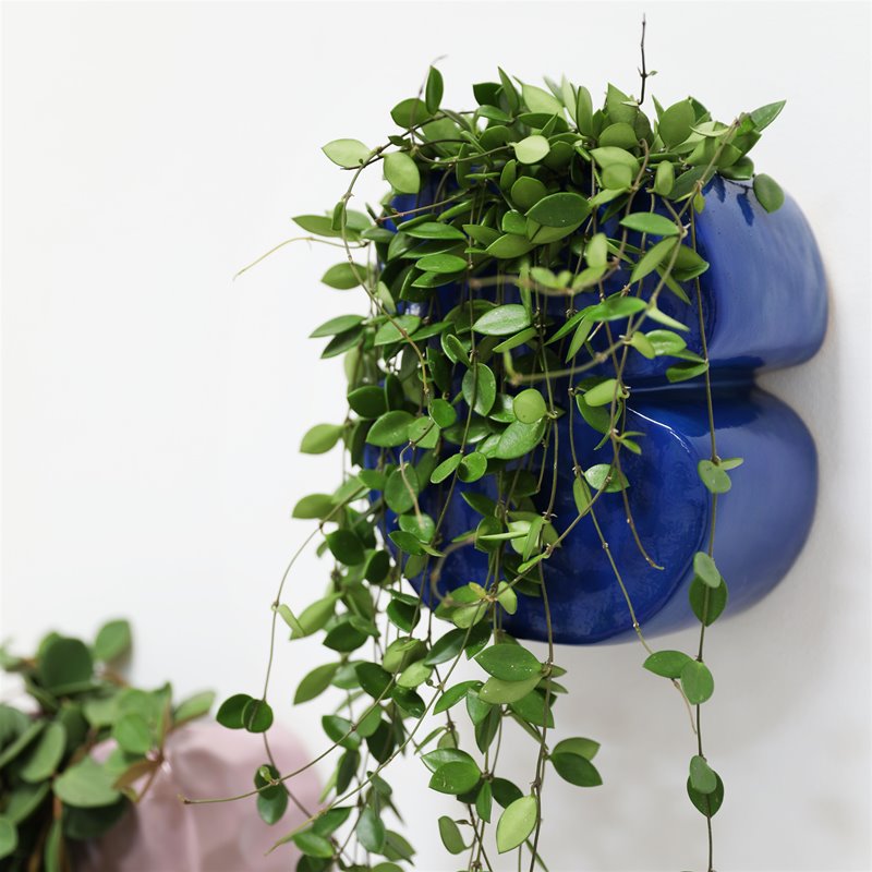 MACETERO - & Klevering, Clay Azul