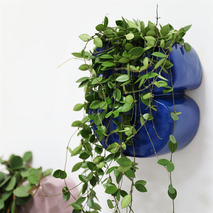 MACETERO - & Klevering, Clay Lila
