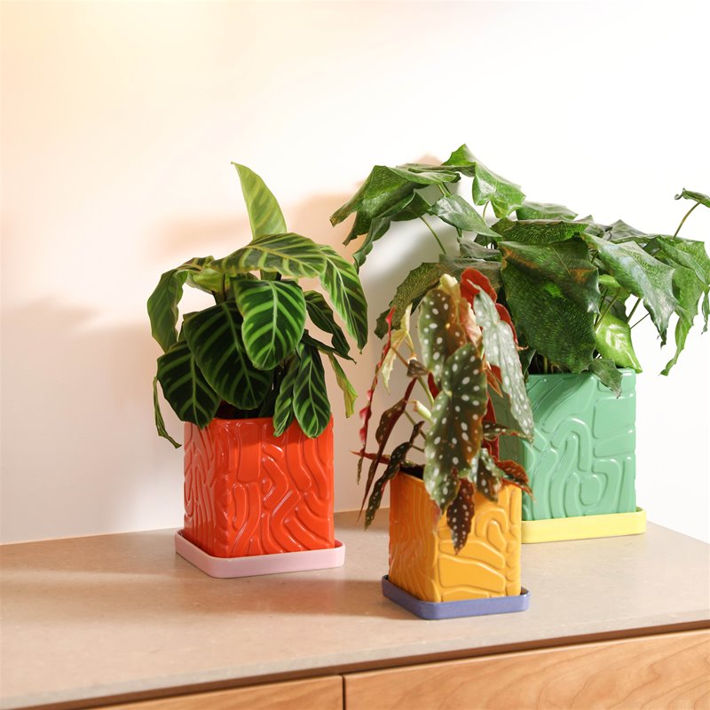 MACETA - & Klevering, Tribe Ochre