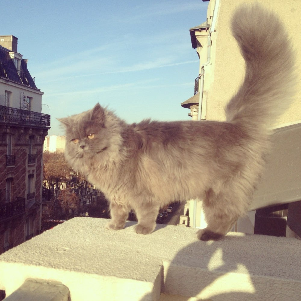 PINZA DE PELO - Coucou Suzette, Gato Gris Pelo Largo