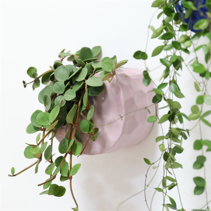 MACETERO - & Klevering, Clay Lila