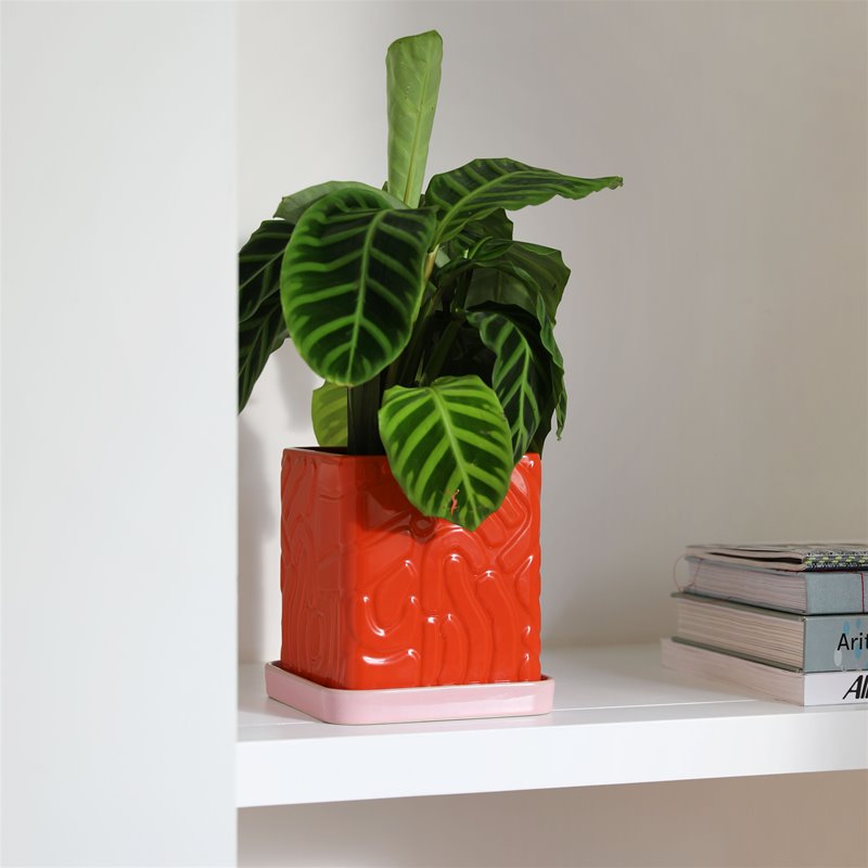 MACETA - & Klevering, Tribe red