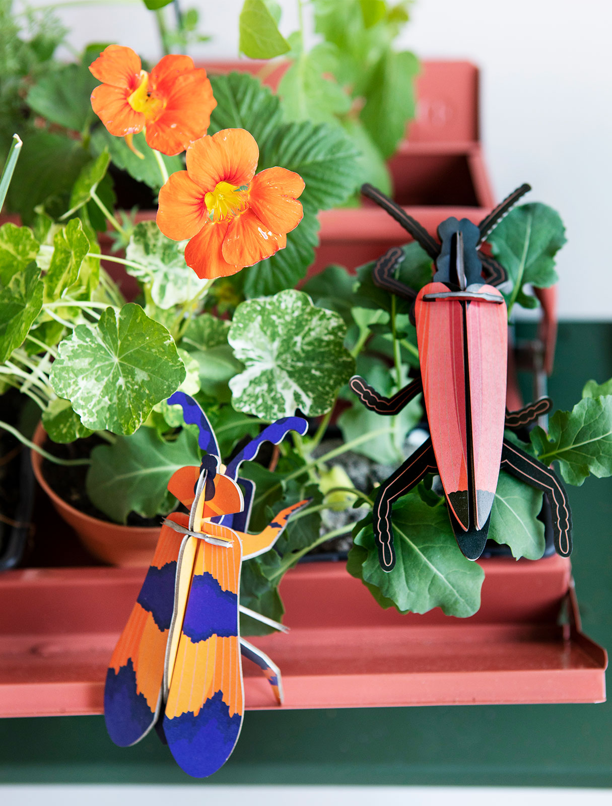 MAQUETA - Studio Roof, Winged Beetle