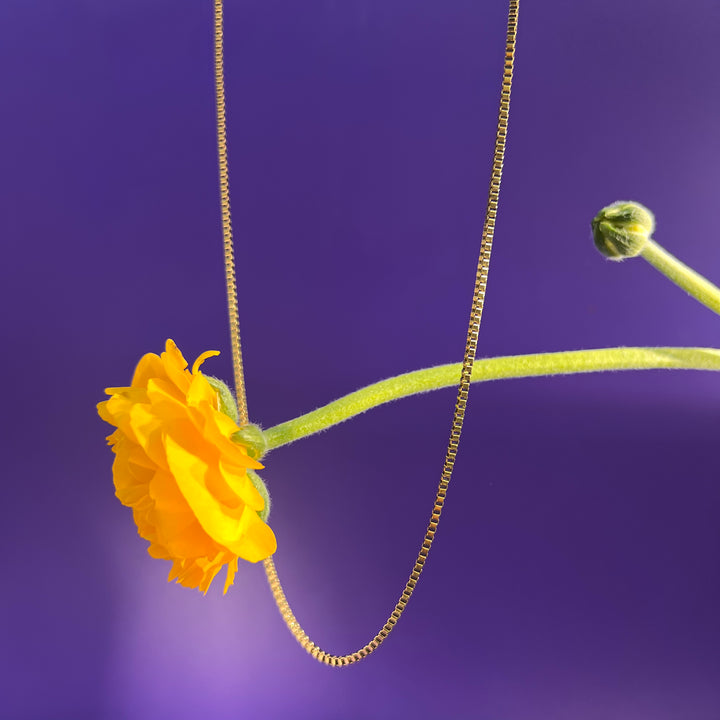COLLANA - Terami, Bitácora oro