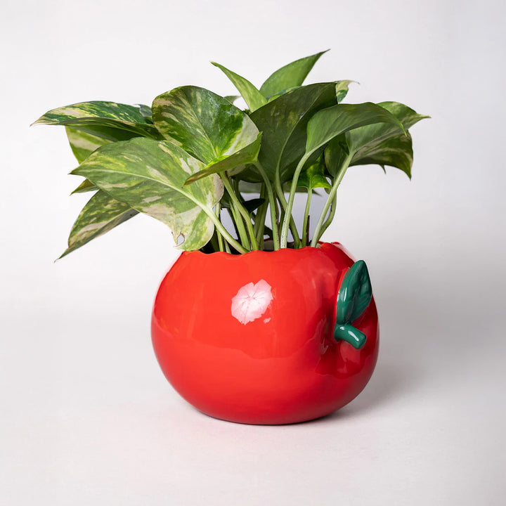 JARRÓN - Ban.Do, Apple