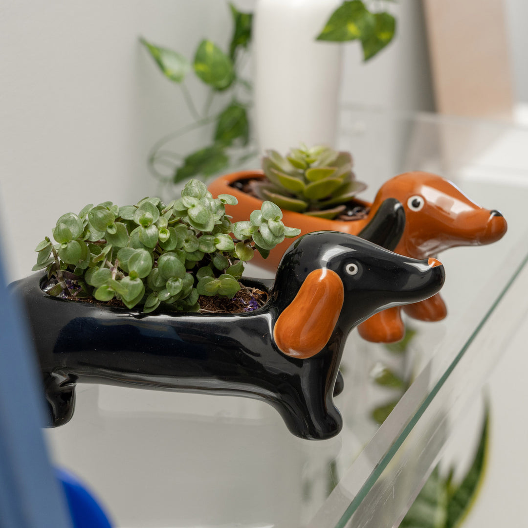 MACETA - Helio Ferretti, Teckel negro