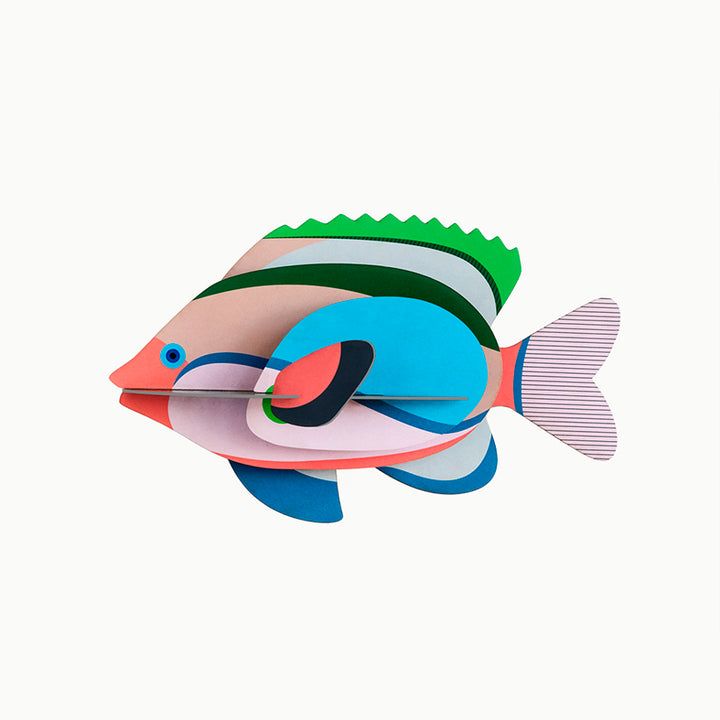 MAQUETA - Studio Roof, Fairy Wrasse